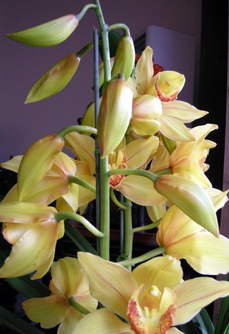 浇水|兰花浇水要区别对待,保证水质好的同时还要根据季节调整浇水量