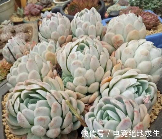 大降温来袭,学会这几招帮你的多肉成功御寒还长得漂亮