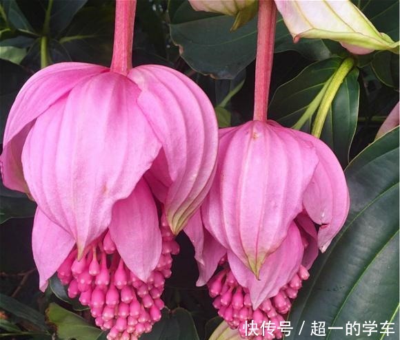 1种高级“盆栽花”,开花贼漂亮,养在室内当年宵花,惊艳四座!