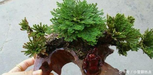 养花别乱养，5种花‘镇宅旺财‘