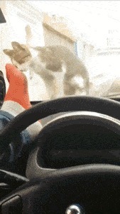 |搞笑GIF段子:让你没事戳狗斗猫,这下赔大发了吧