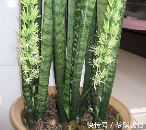 虎皮兰|养虎尾兰,一个小技巧,长得快、侧芽多、叶厚实,3个月长爆盆