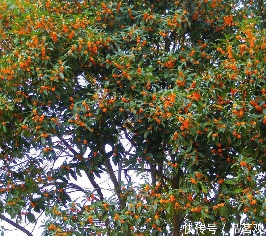 院子里不要乱种树，这6种树不仅能添福旺宅，还能招财纳福