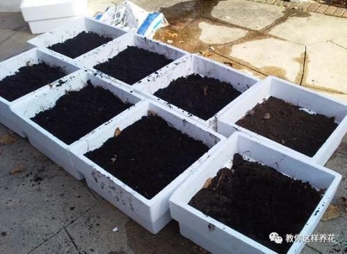 自制4种营养土,再也不板结烂根,大白根能挤破盆!