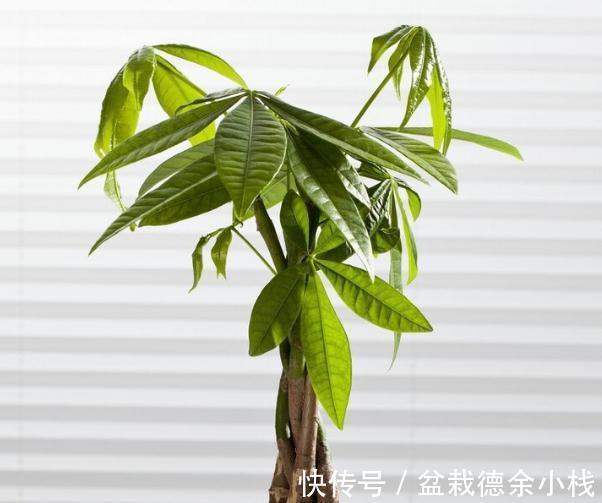 34种常见花草耐冻极限温度,哪些该搬到室内养,一清二楚