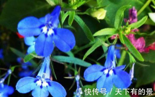 欧月藤月|花期长达200天,好养漂亮,花色鲜艳,越晒花开越多,超美