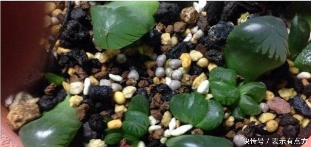婆婆在多肉上涂了点达克宁，没想到变这样，长见识了