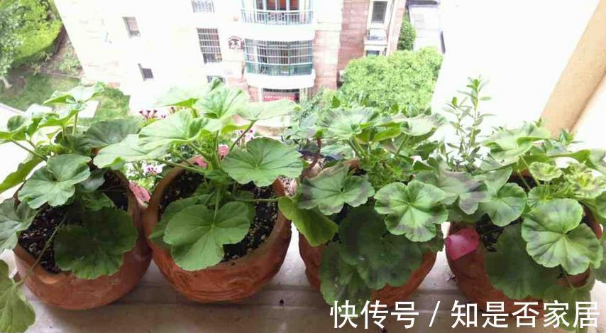 窍门|植物换盆有讲究！记住3个窍门，新手操作无需多担忧