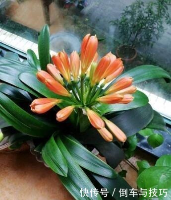 6种花，随便养一盆，空气清新“病菌”少！我就养6盆，对家人好！