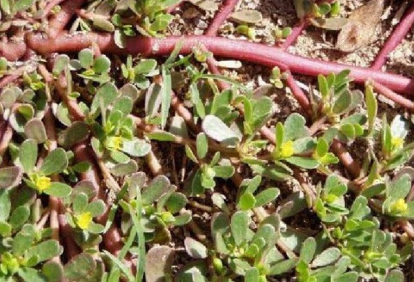 抗癌王|被埋没在农村的5种“抗癌王”,效果比蒲公英还要好100倍