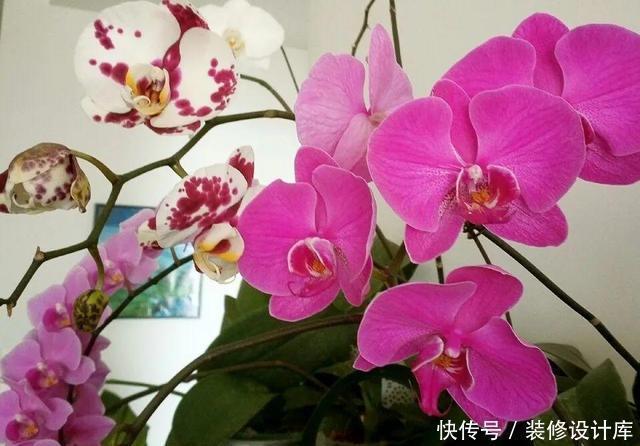 4种花,最容易被扔掉,看到别错过了,捡回家换个盆,省钱啦