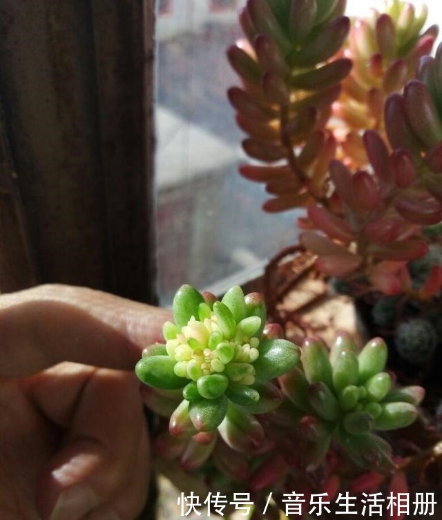 这花喜欢淋雨,越淋越好看,真奇怪!