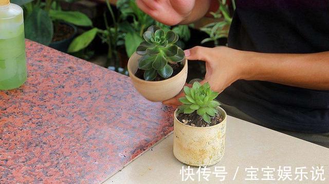 多肉养了一年不见长,来次狠心手术,立马就变样