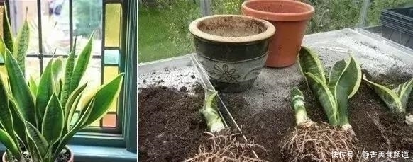 花盆|花卉换盆时,这些没做好,就等于白换了