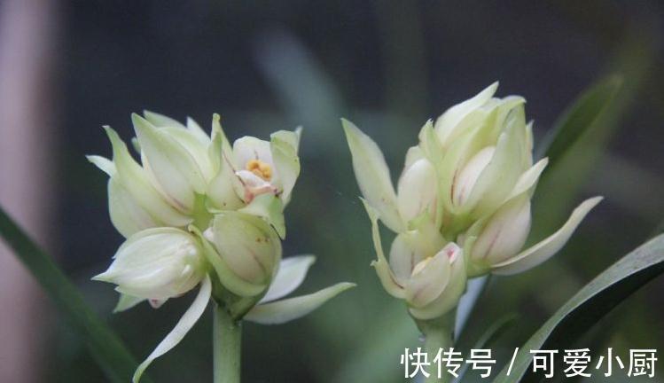 一文了解兰界奇品秋榜,宝莲灯,赶快来了解一下