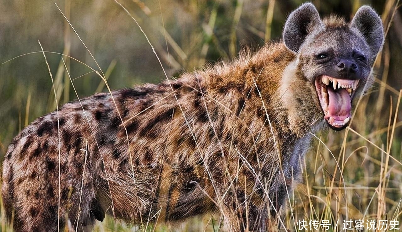  山海经|山海经：5种寓意吉祥的异兽，1鱼2鸟2兽，其实现代也都能见到