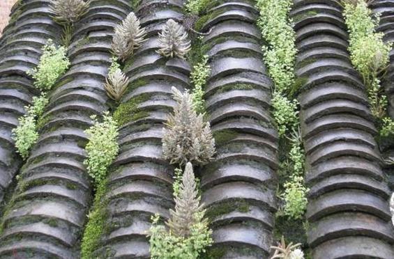 瓦松老一辈的回忆，喜在8、9月开花，盆栽得抓住4个细节