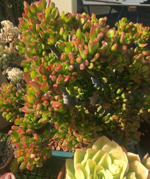 想在客厅搁置多肉老桩就摆放这4款盆景,难度低、美得像花