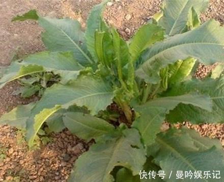 野草|野草人称金不换,农民都当杂草,却不知它是天然的洗发水