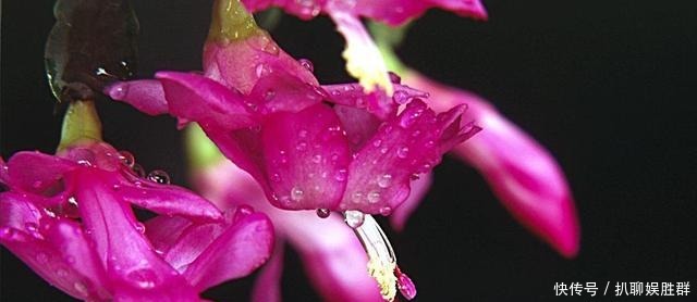 叶片|喂点“甜水”,蟹爪兰不烂根不黄叶,还开满盆花