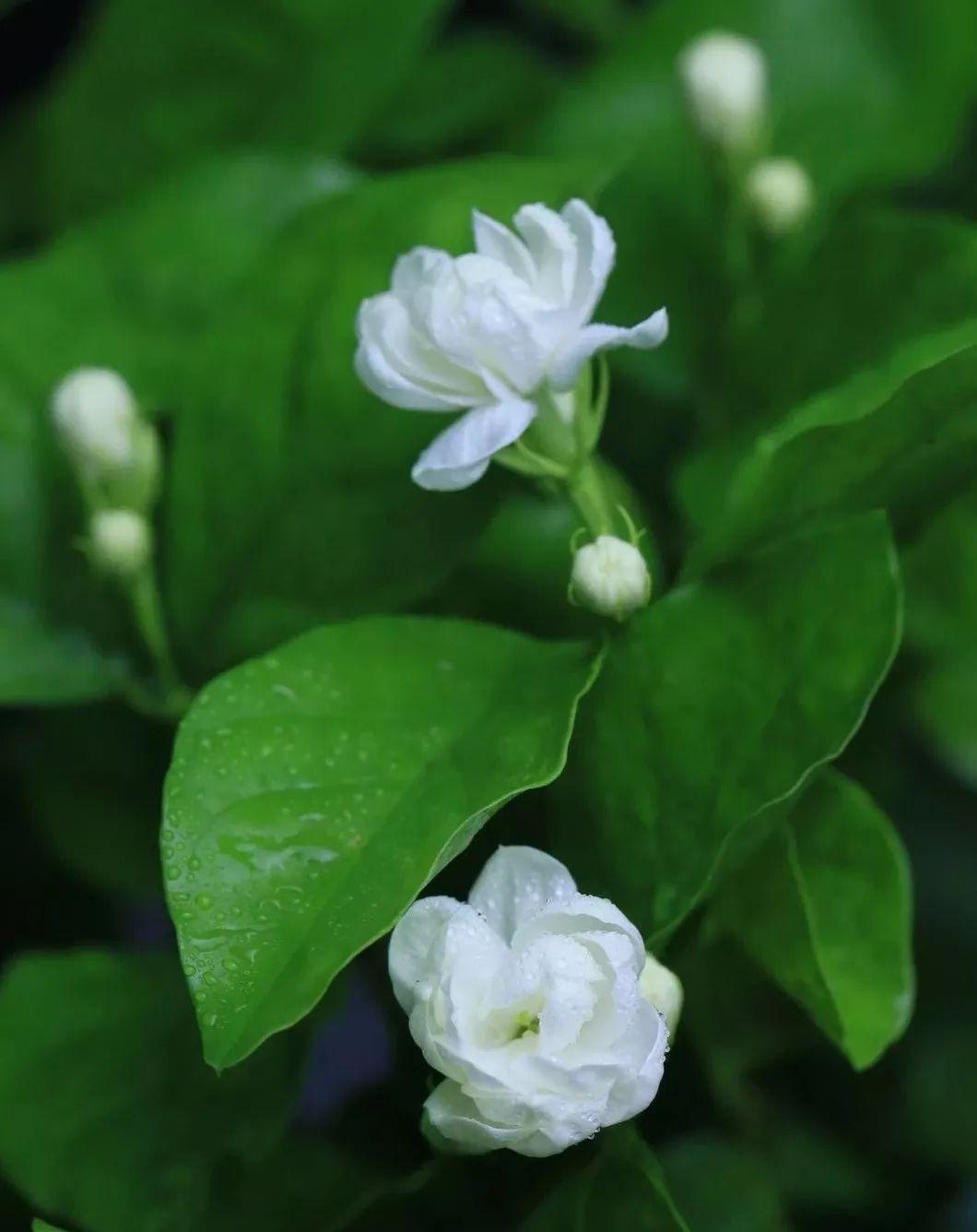 藤条|夏天该入手什么植株？这三种一定要安排上，好看又香