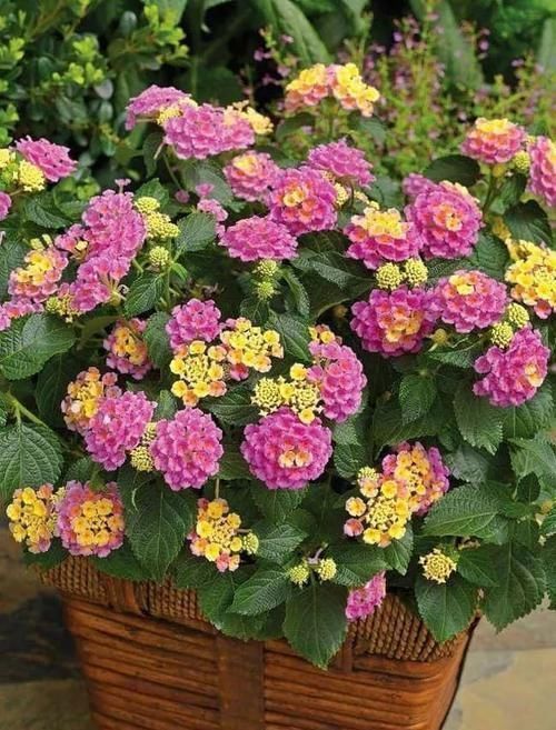 龙舌兰|这些特耐旱的盆栽植物，养室内干旱几周都不会挂