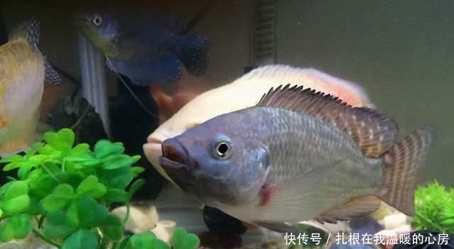 养殖|从来不吃亚洲鲤鱼的美国人,为何吃起了非洲鲫鱼?新冠疫情闹得?