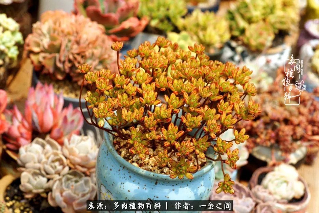 群友聊多肉没有最二只有更二,爆笑百科二群的二货二事!