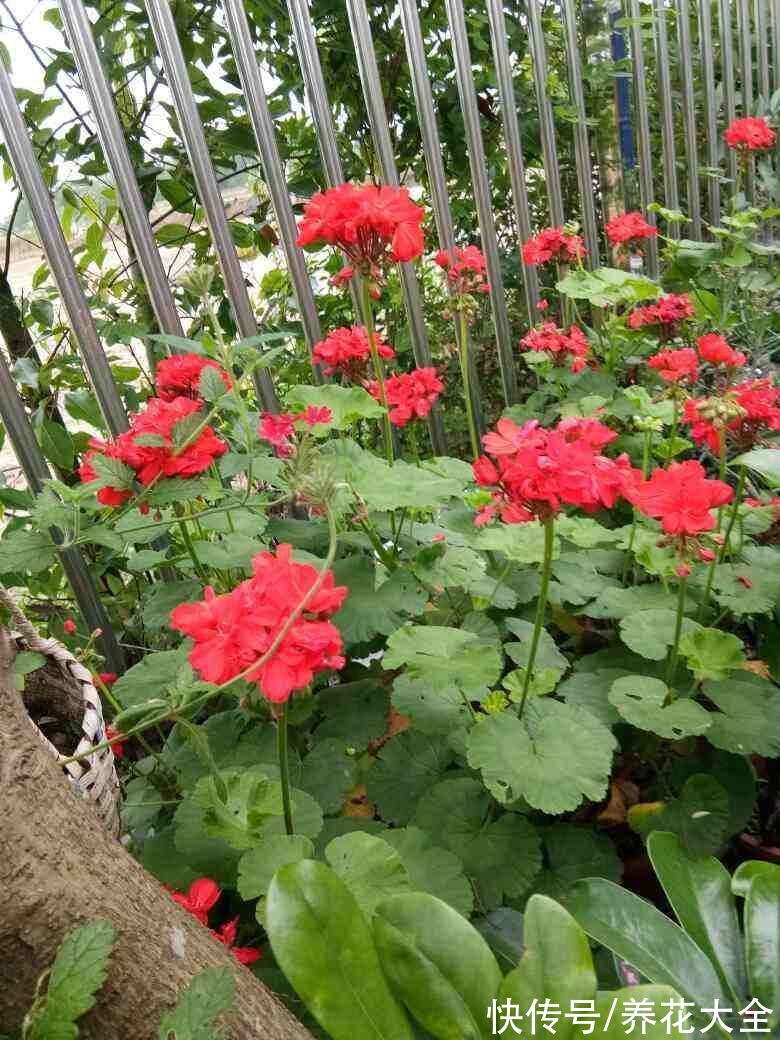 海棠|初春养花，选4种开花多的，阳台变花海