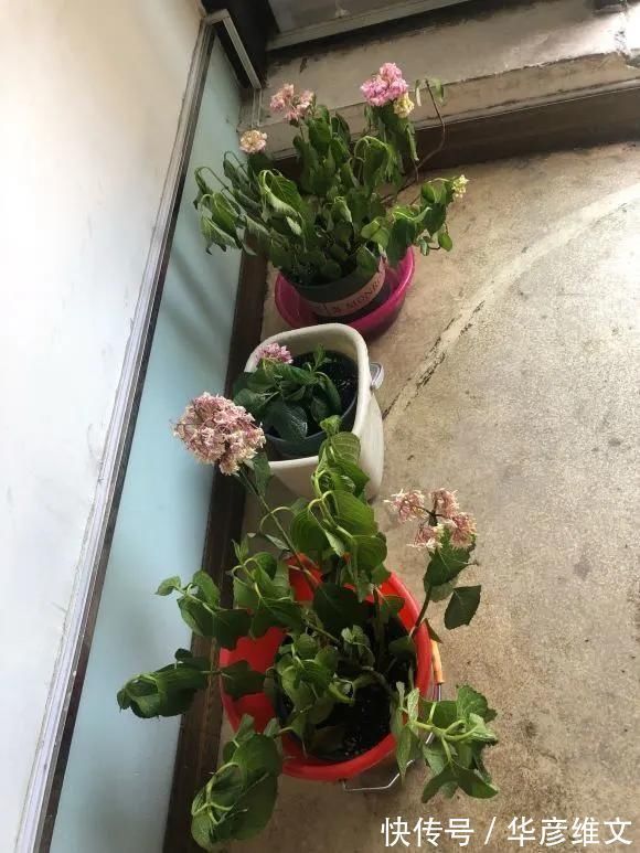 修剪|路边被人丢掉的名贵花,丢人也要捡,种盆里就开花