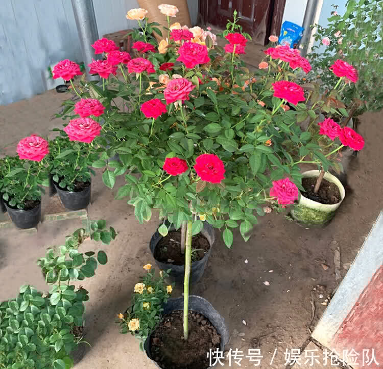 月季|养月季首选海神王阳台，9月把握住4点，花开一茬挨着一茬