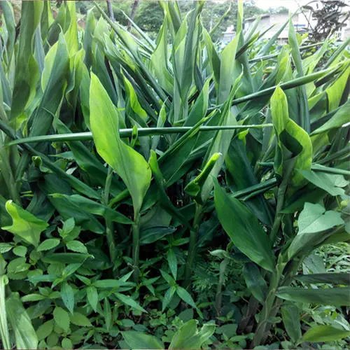 洋霍|兴文这种“亚洲人参”安逸得很，保证你没吃过...