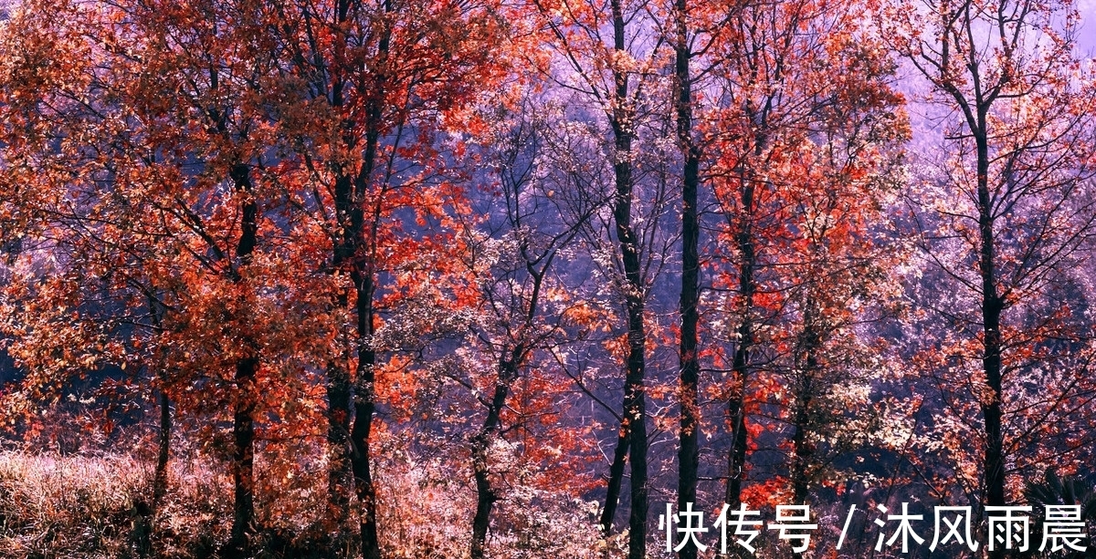 诗词|两首醉酒诗词,一首洒脱飘逸,一首豪放不羁,你更喜欢哪一首