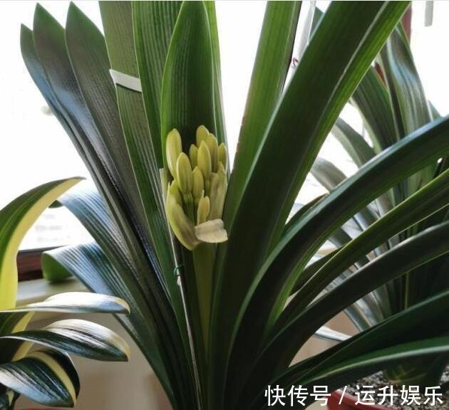 太阳|君子兰喜“阴”还是喜“阳”,很多人都搞错了,难怪黄叶不开花