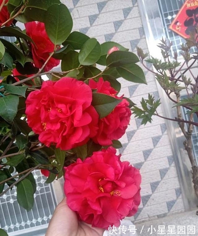 它是“茶花之王”,比牡丹还美三分,香味扑鼻,零下15度也冻不死