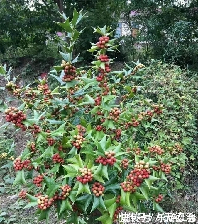 枸骨树|农村的一种野生植物，人称“猫耳刺”，全身都是宝，却很少人知道