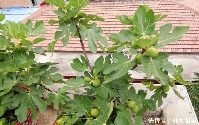 最好养的盆栽水果，集观赏、食用于一身，养好了年年开花结果