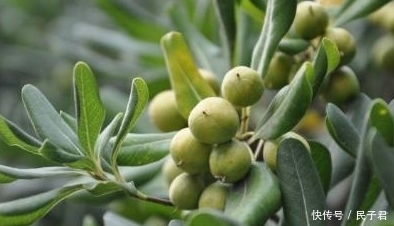 芒果几月开花几月份挂果