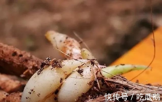 兰花发现空根，只需依照这3步操作，当年就能新根满盆