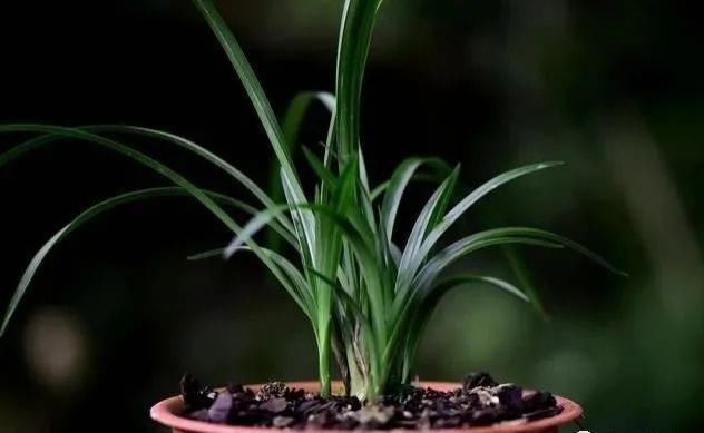 养好兰花的口诀,书本上学不到的经验,喜欢就收藏吧