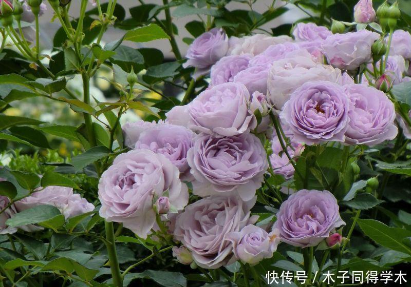 阳台养月季,就要“高颜值”,好养又泼辣,花期超长,花量大