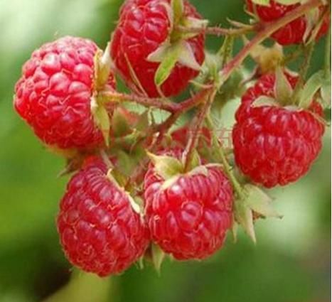 月经|女性月经少，莫慌！多食用以下食物，远离妇科炎症，保护卵巢