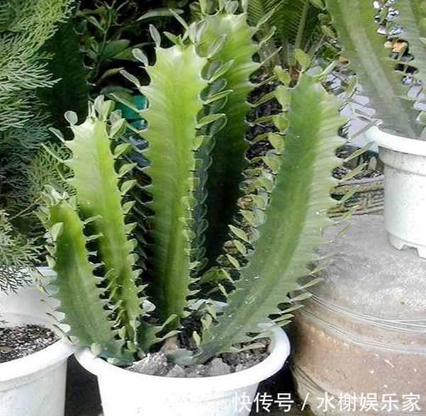 枝条|龙骨剪枝，选对“枝条”，掐准“时间”，蹭蹭长枝条，几年窜上房