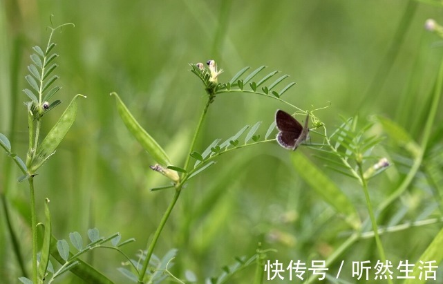 鱼腥草|66种野菜大图片，带你见识不同的野菜和吃法，你想要的野菜这里有