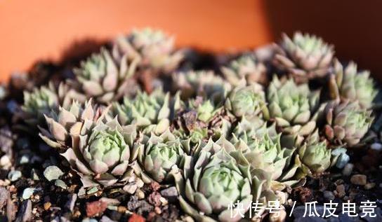 20种多肉推荐给大家,美图美肉,那种多肉你最喜欢