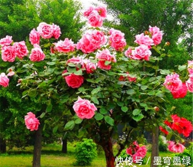 冬天月季要巧剪,“3个技巧”很实用,学会了春天新枝多又壮
