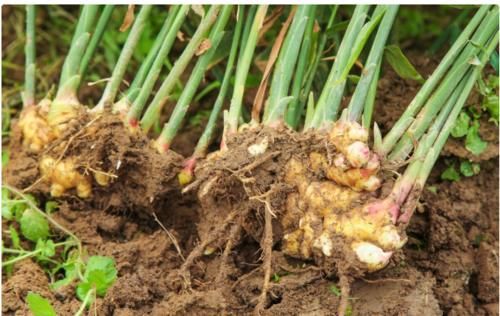 补肾|姜吃对了,就是男人的“补肾良药”!这2个时刻吃,可以事半功倍