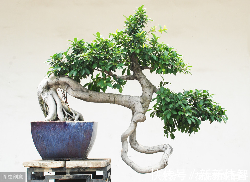 矮化剂|树木盆景是怎么矮化的?8个方法助你的盆景成为“活着的艺术”