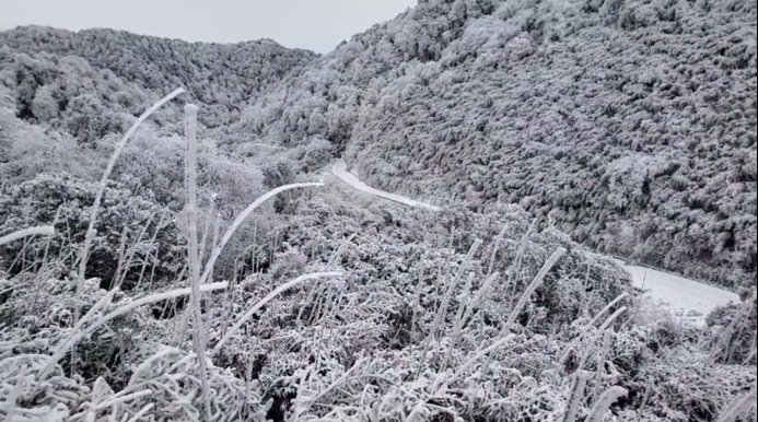 寒潮来袭，金佛山下雪啦