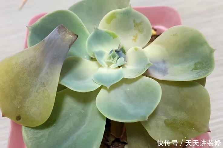 花盆|夏养多肉做好3点,黑腐化水问题不上门